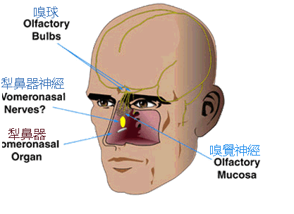 人類費洛蒙的接受器官-犁鼻器